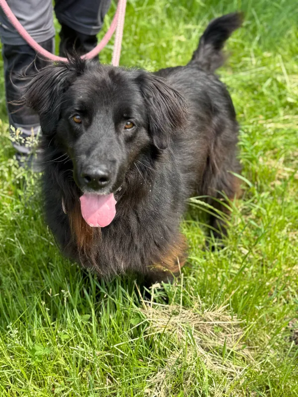 Pies do adopcji, Jelenia Góra, 2 czerwca 2025 (2/5)