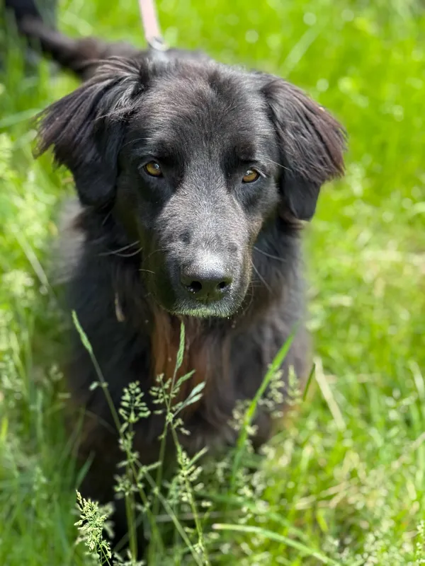 Pies do adopcji, Jelenia Góra, 2 czerwca 2025 (4/5)