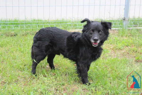 Pies do adopcji, Grudziądz, 30 maja 2025