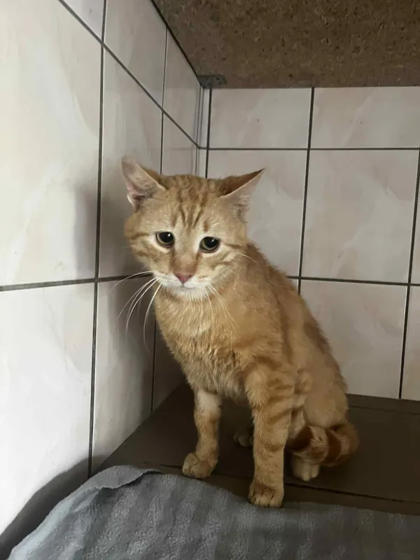 Kot do adopcji, Orzechowce, 11 czerwca 2025 (1/3)
