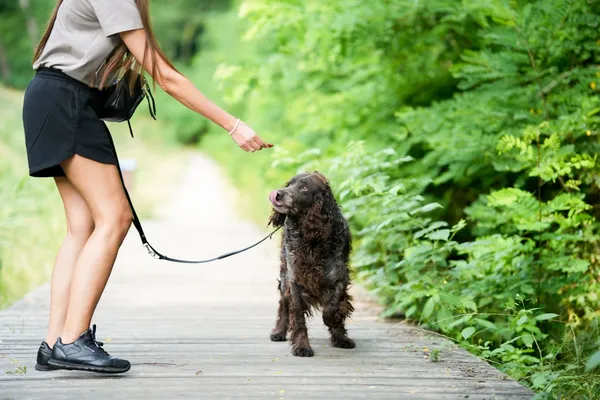 Znaleziono psa, Sosnowiec, 4 czerwca 2025 (4/5)