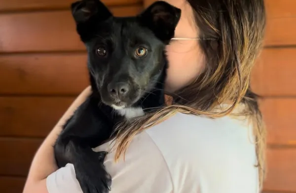 Pies do adopcji, Głowno, 11 czerwca 2025 (1/4)