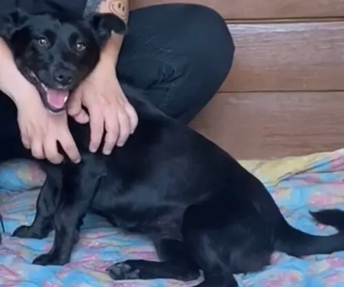 Pies do adopcji, Głowno, 11 czerwca 2025 (2/4)