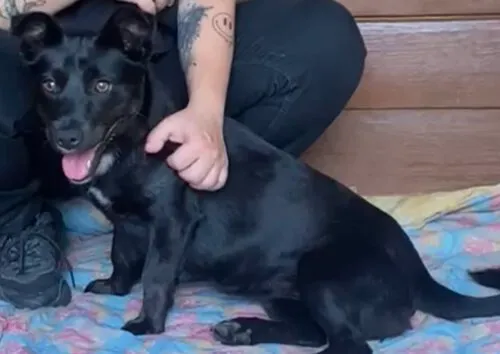 Pies do adopcji, Głowno, 11 czerwca 2025 (3/4)