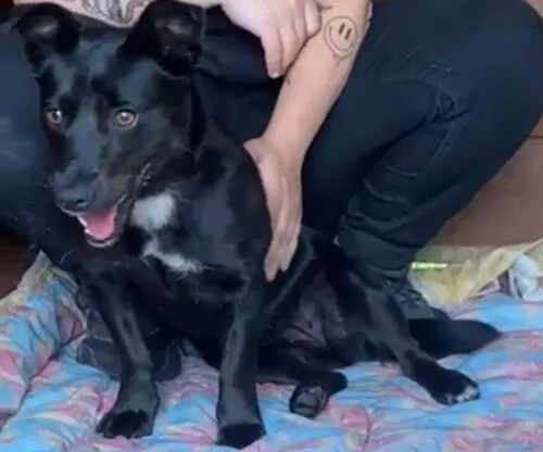 Pies do adopcji, Głowno, 11 czerwca 2025 (4/4)