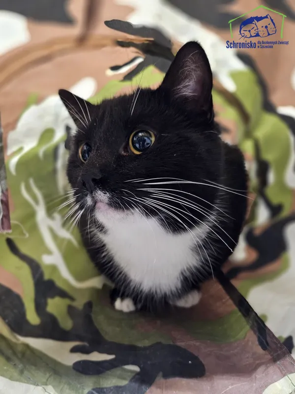 Kot do adopcji, Szczecin, 4 listopada 2024 (1/2)