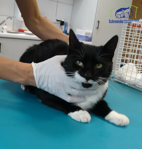 Kot do adopcji, Szczecin, 23 października 2024