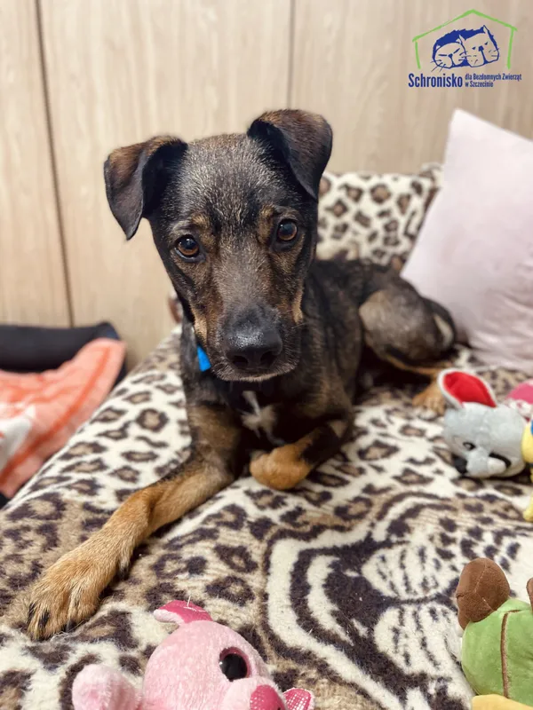 Pies do adopcji, Szczecin, 13 października 2024 (1/4)
