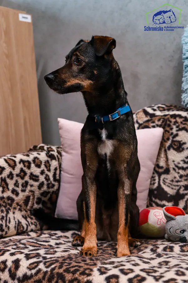 Pies do adopcji, Szczecin, 13 października 2024 (2/4)
