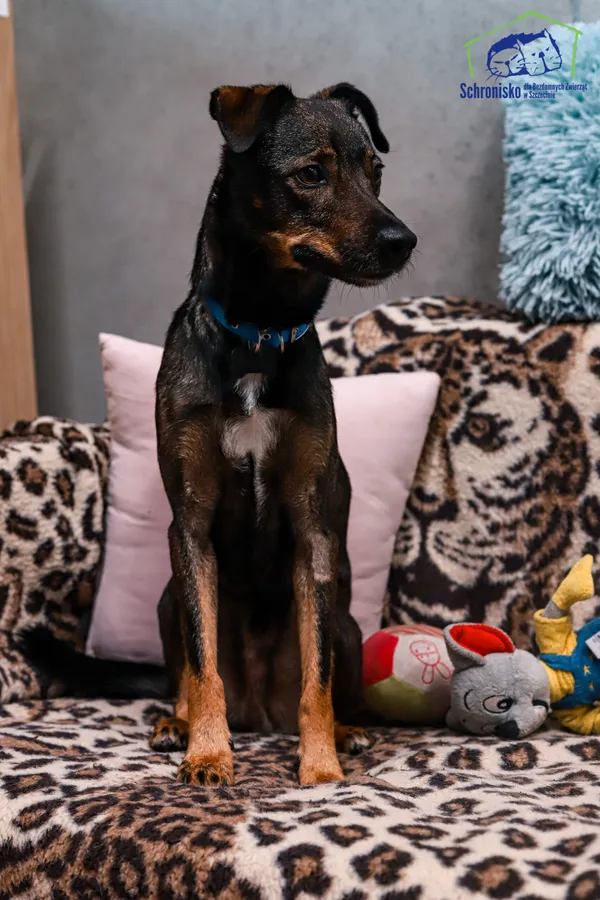 Pies do adopcji, Szczecin, 13 października 2024 (3/4)