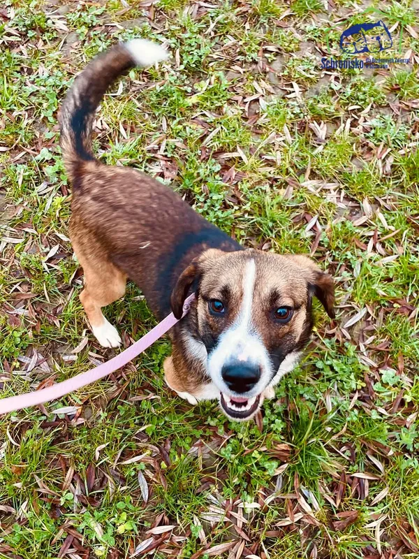 Pies do adopcji, Szczecin, 25 listopada 2024 (3/3)