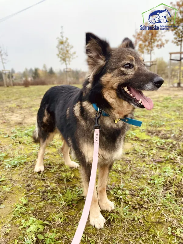 Pies do adopcji, Szczecin, 23 października 2024 (1/2)