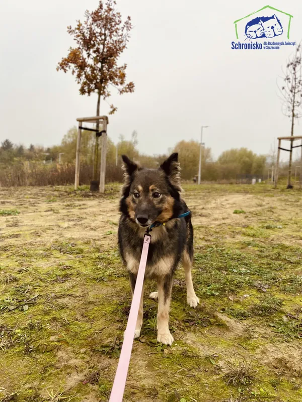 Pies do adopcji, Szczecin, 23 października 2024 (2/2)
