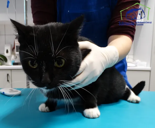 Kot do adopcji, Szczecin, 19 listopada 2024