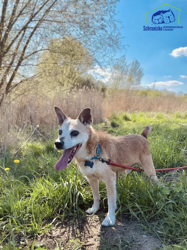Pies do adopcji, Szczecin, 29 listopada 2024 (1/3)