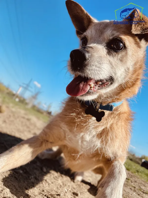 Pies do adopcji, Szczecin, 29 listopada 2024 (2/3)