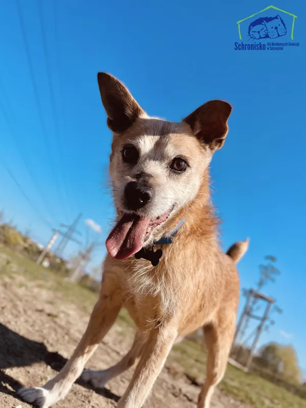 Pies do adopcji, Szczecin, 29 listopada 2024 (3/3)