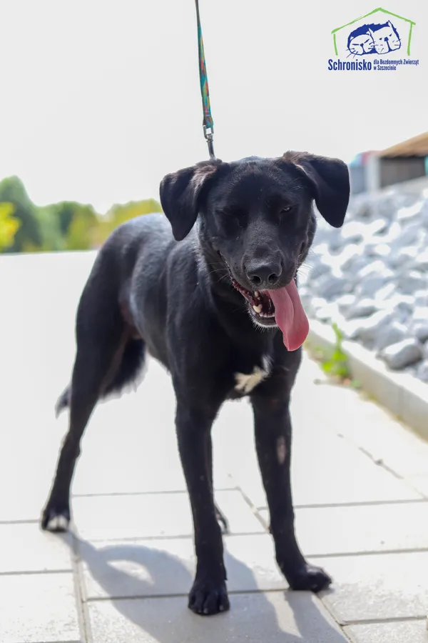 Pies do adopcji, Szczecin, 21 lipca 2024 (2/2)