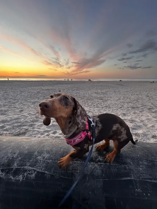 Zaginął pies, Wałbrzych, Piaskowa Góra, 12 czerwca 2025 (3/3)