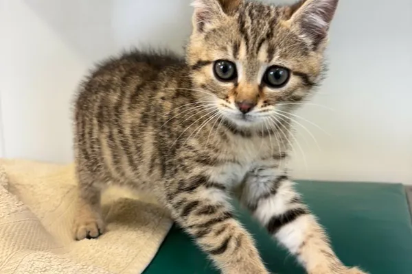 Kot do adopcji, Henrykowo, 12 czerwca 2025 (1/4)