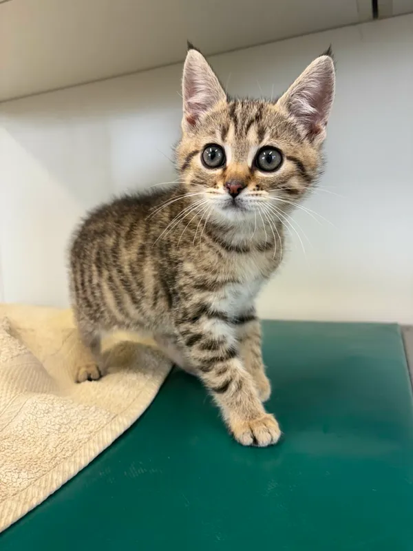 Kot do adopcji, Henrykowo, 12 czerwca 2025 (3/4)