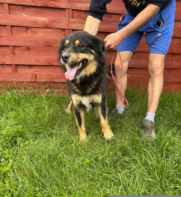 Znaleziono psa, Czartki, 12 czerwca 2025