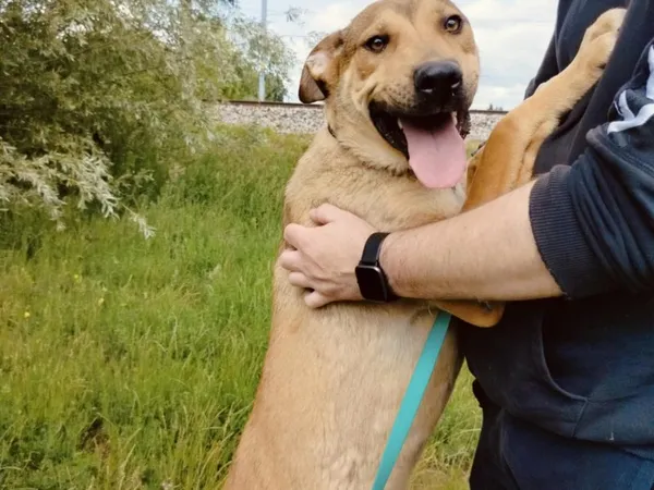 Pies do adopcji, Pawłowo, 12 czerwca 2025 (1/4)