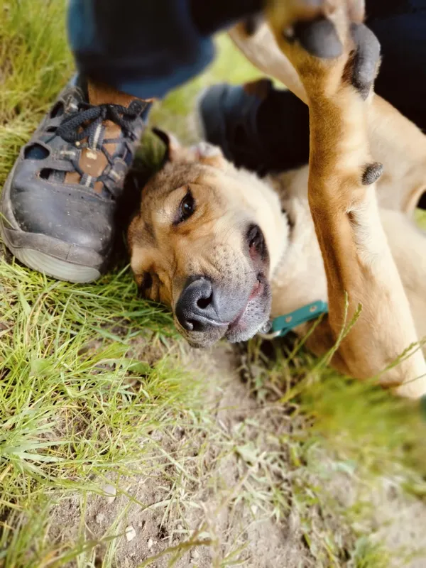 Pies do adopcji, Pawłowo, 12 czerwca 2025 (3/4)