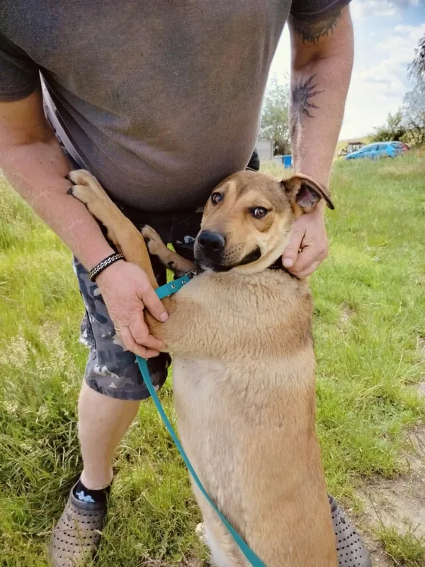 Pies do adopcji, Pawłowo, 12 czerwca 2025 (4/4)