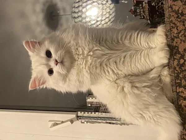 Zaginął kot, Łódź, 12 czerwca 2025