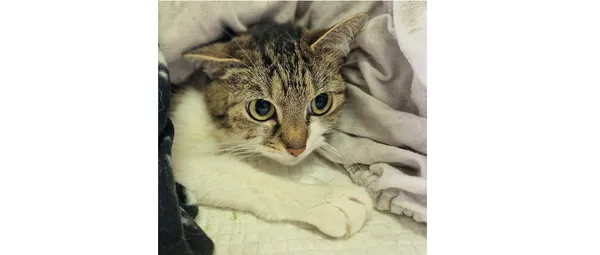 Znaleziono kota, Wrocław, 5 czerwca 2025