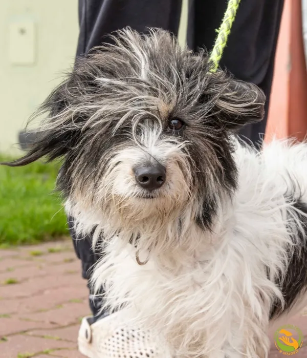 Znaleziono psa, Skałowo, 12 czerwca 2025 (1/3)