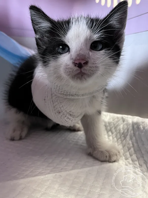 Znaleziono kota, Chełmek, 11 czerwca 2025