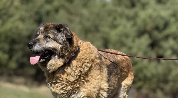 Pies do adopcji, Pieczyska, 12 czerwca 2025 (1/5)