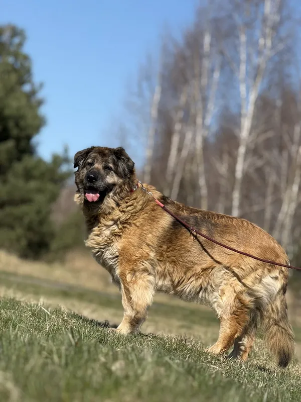 Pies do adopcji, Pieczyska, 12 czerwca 2025 (5/5)