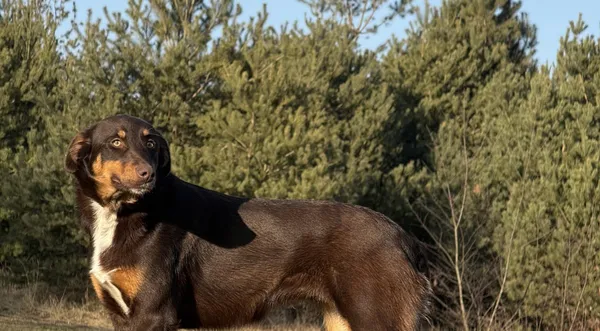 Pies do adopcji, Pieczyska, 12 czerwca 2025 (1/5)