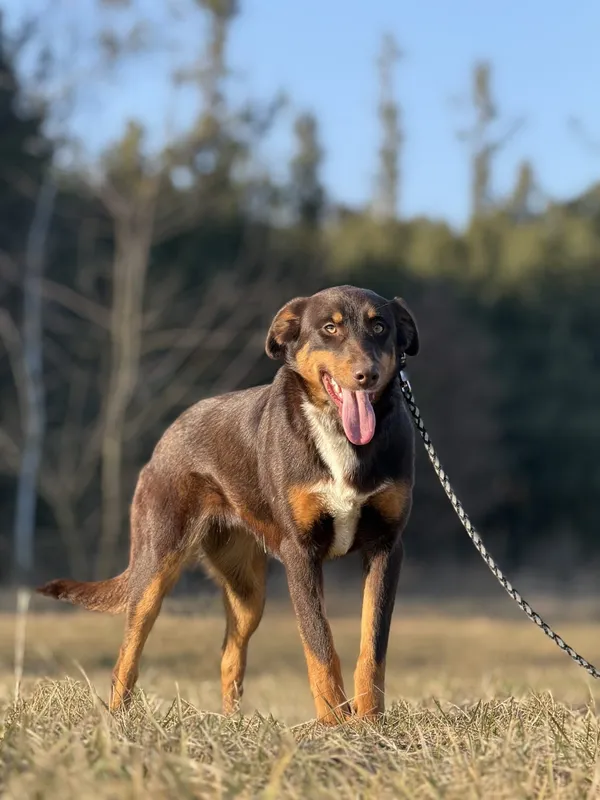 Pies do adopcji, Pieczyska, 12 czerwca 2025 (3/5)