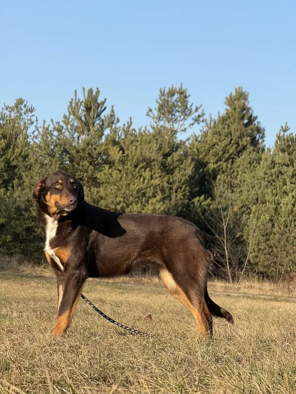 Pies do adopcji, Pieczyska, 12 czerwca 2025 (4/5)