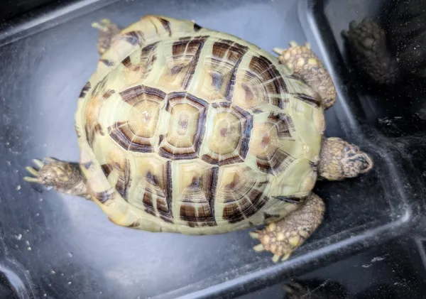 Znaleziono zwierzę, Lublin, 6 czerwca 2025