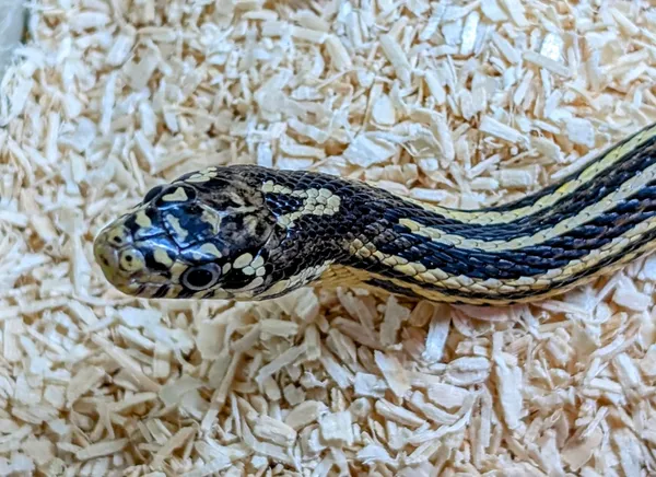 Znaleziono zwierzę, Lublin, 10 czerwca 2025