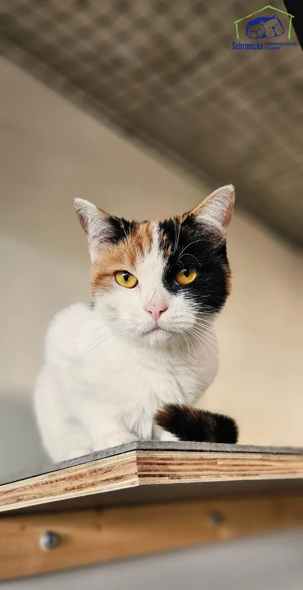 Znaleziono kota, Szczecin, 12 czerwca 2025 (1/4)