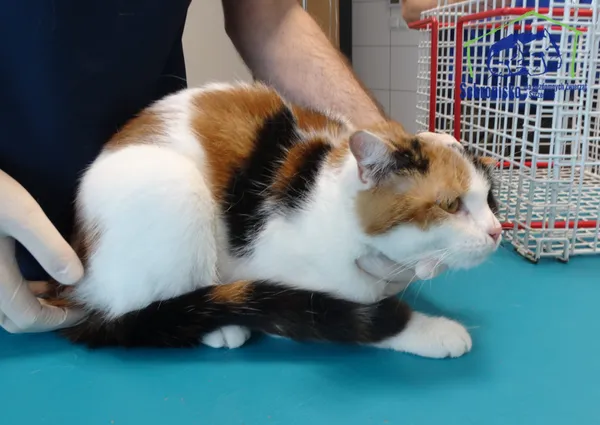 Znaleziono kota, Szczecin, 12 czerwca 2025 (4/4)