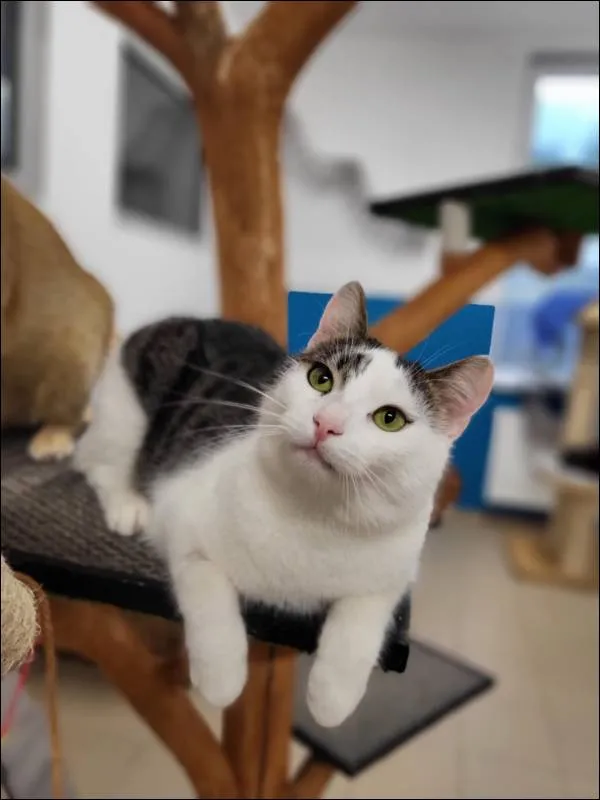 Znaleziono kota, Grudziądz, 27 kwietnia 2025