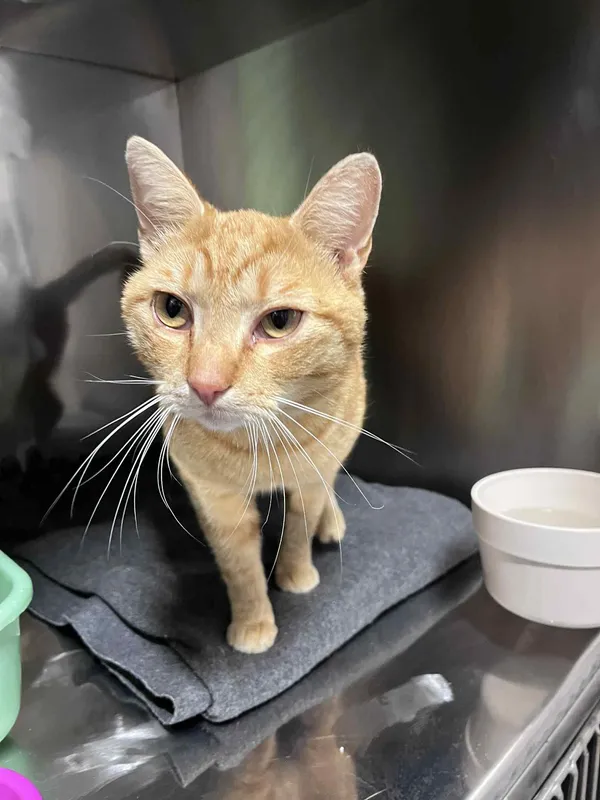 Kot do adopcji, Włocławek, 11 czerwca 2025 (1/3)