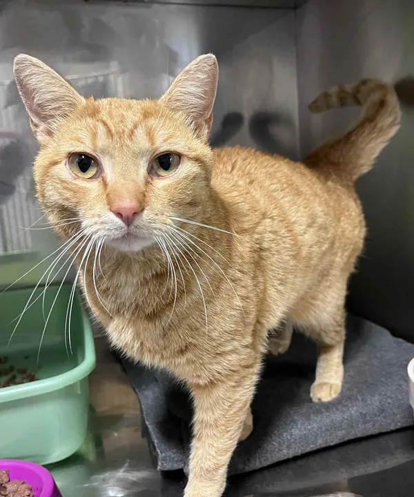 Kot do adopcji, Włocławek, 11 czerwca 2025 (3/3)