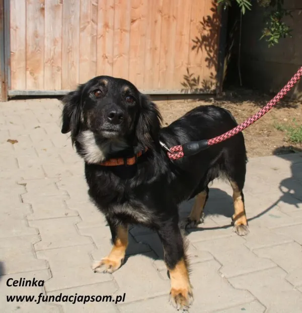 Pies do adopcji, Nowy Dwór Mazowiecki, 12 czerwca 2025 (3/5)