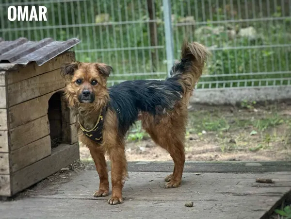 Pies do adopcji, Rytlów, 12 czerwca 2025