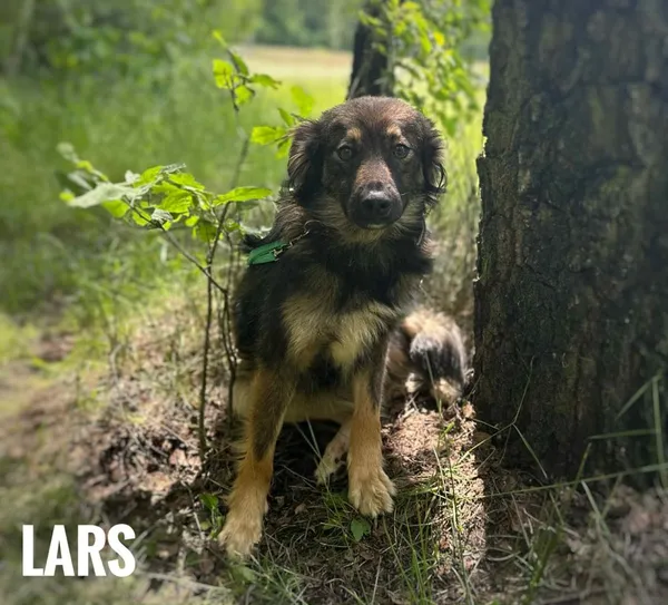 Pies do adopcji, Rytlów, 12 czerwca 2025