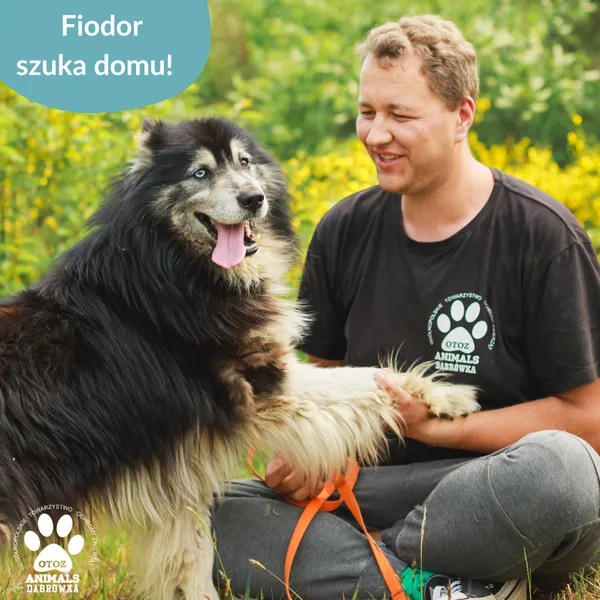 Pies do adopcji, Dąbrówka, 12 czerwca 2025 (1/5)