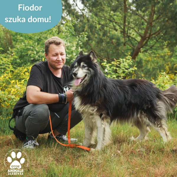 Pies do adopcji, Dąbrówka, 12 czerwca 2025 (3/5)